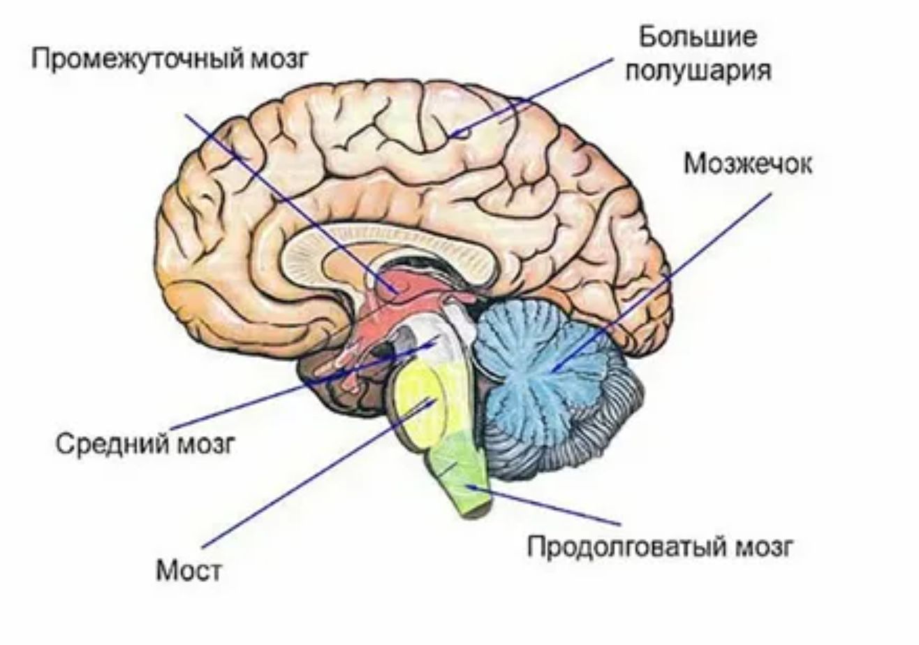 Формирование активного словаря и фразовой речи